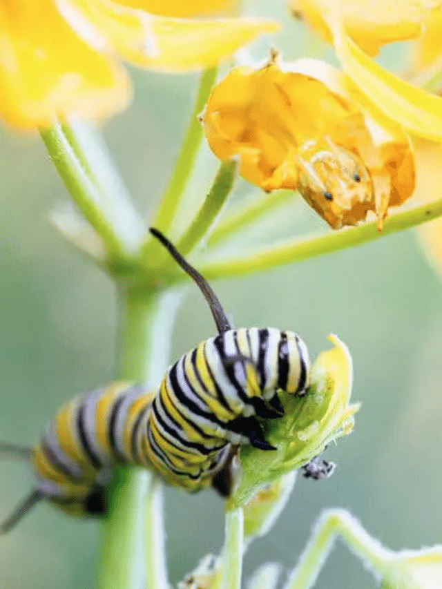 It’s Time to Plant Milkweed—Here’s How to Help the Monarchs