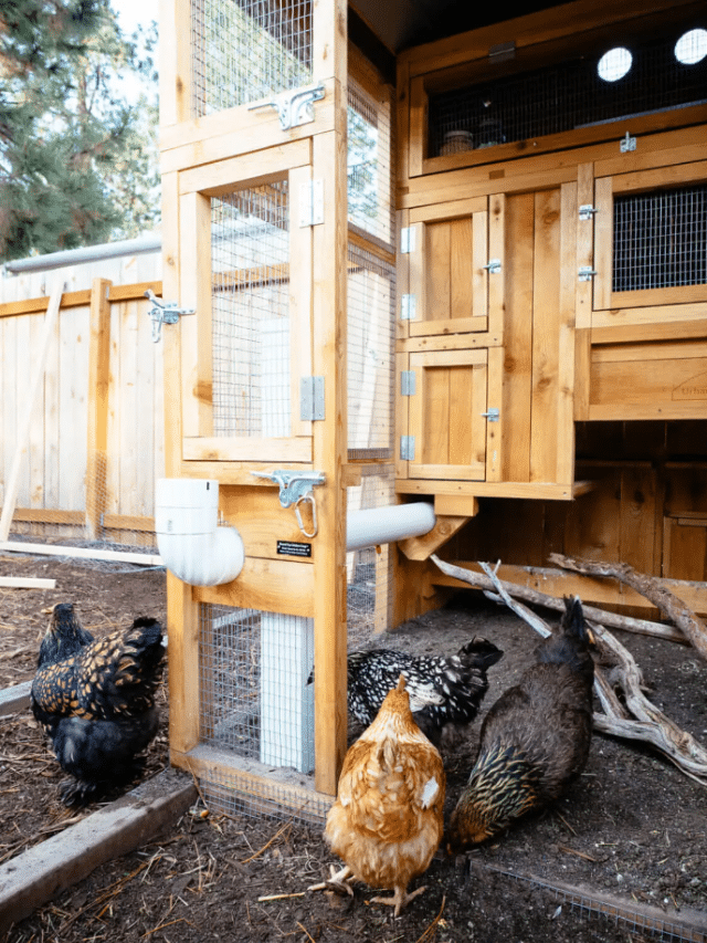 How to Keep Predators Out of Your Chicken Coop