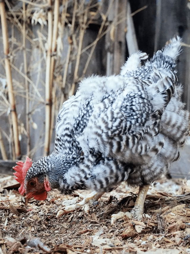 What Happens When a Chicken Molts (and Why It’s Important)