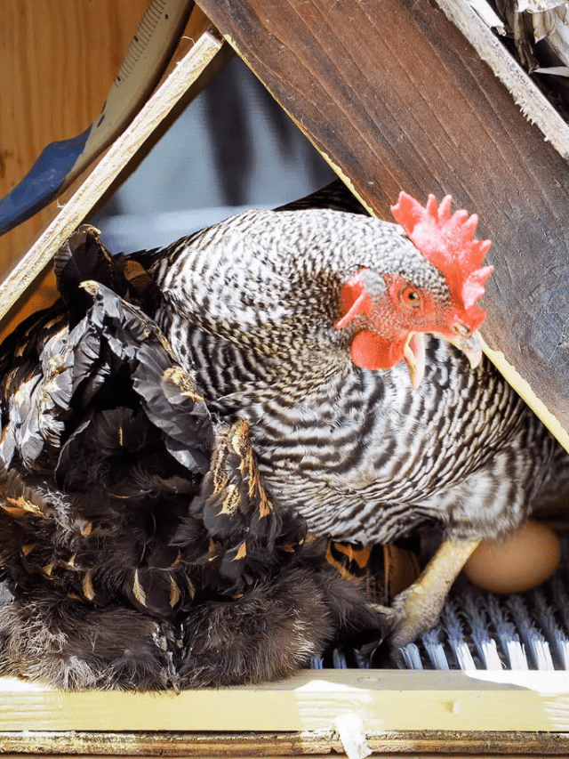 5 Humane Ways to Stop a Broody Hen