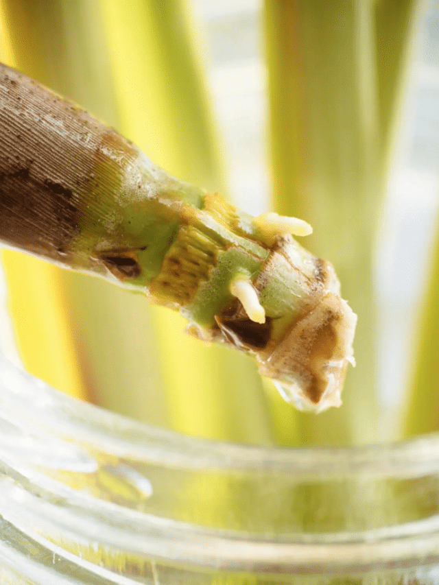 How to Propagate and Plant Lemongrass From Store-Bought Stalks