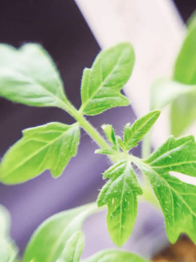 Why Tomato Leaves Smell the Way They Do