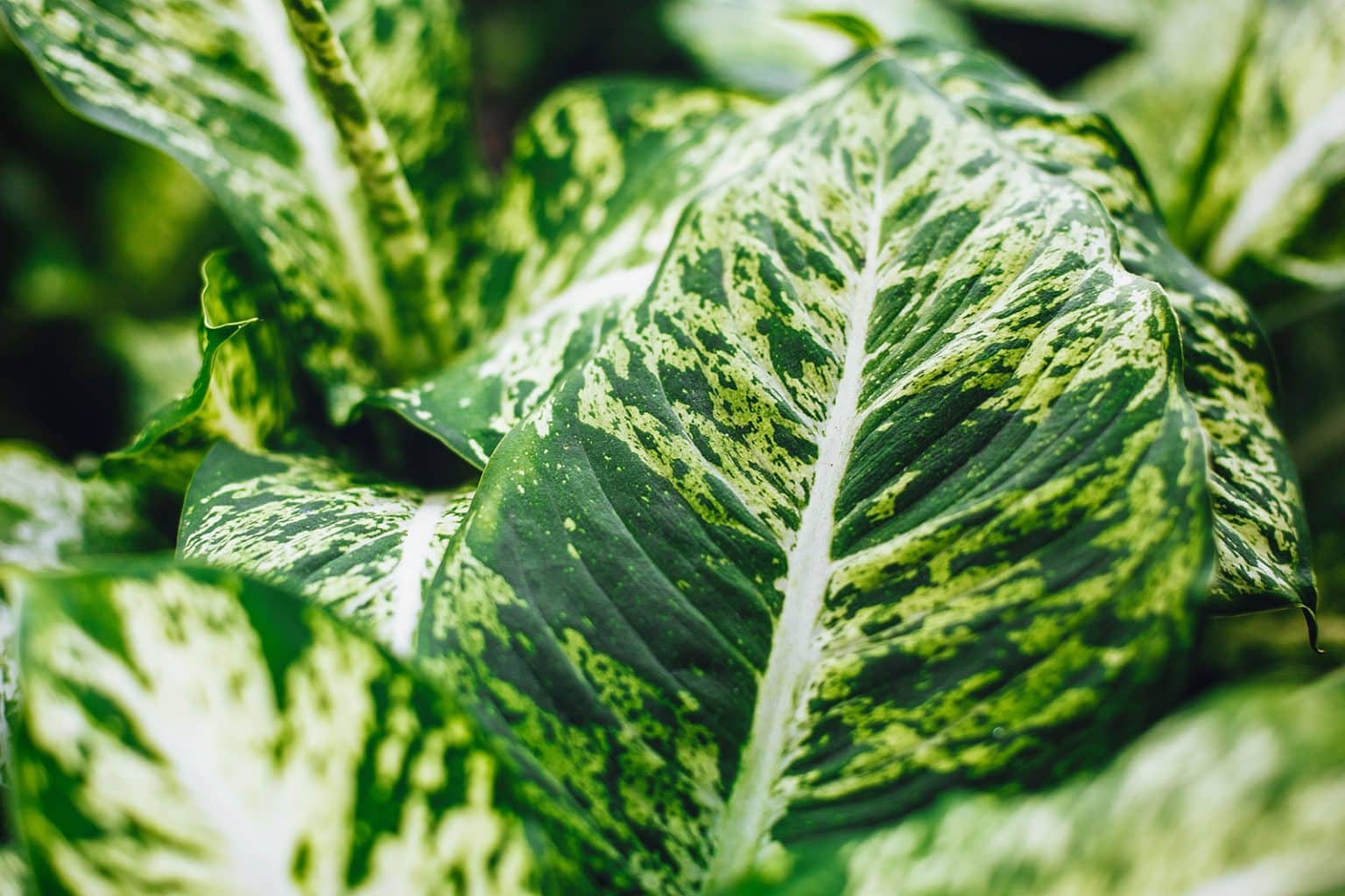 13 Dazzling Dieffenbachia Varieties Youll Want To Grow At Home Garden Betty 2040