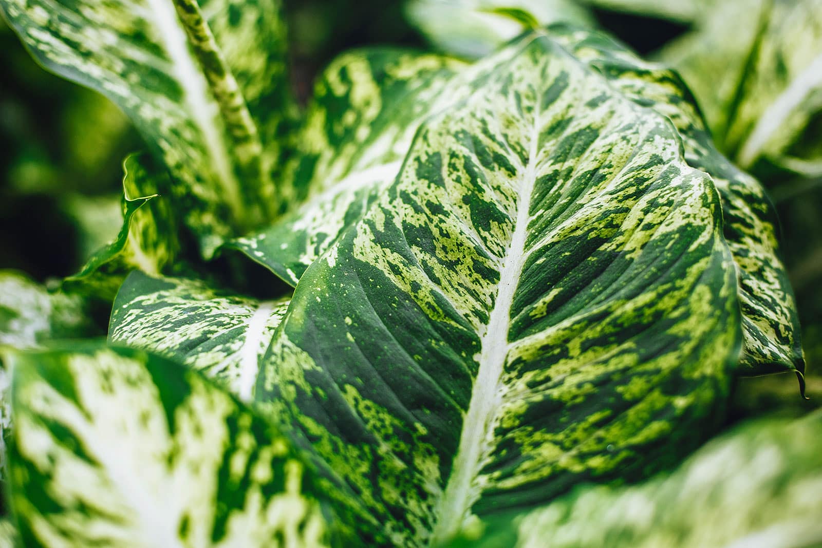 Close-up of variegated Dieffenbachia plant leaves