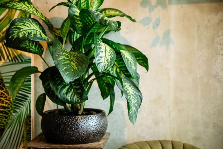 13 Dazzling Dieffenbachia Varieties You’ll Want to Grow at Home