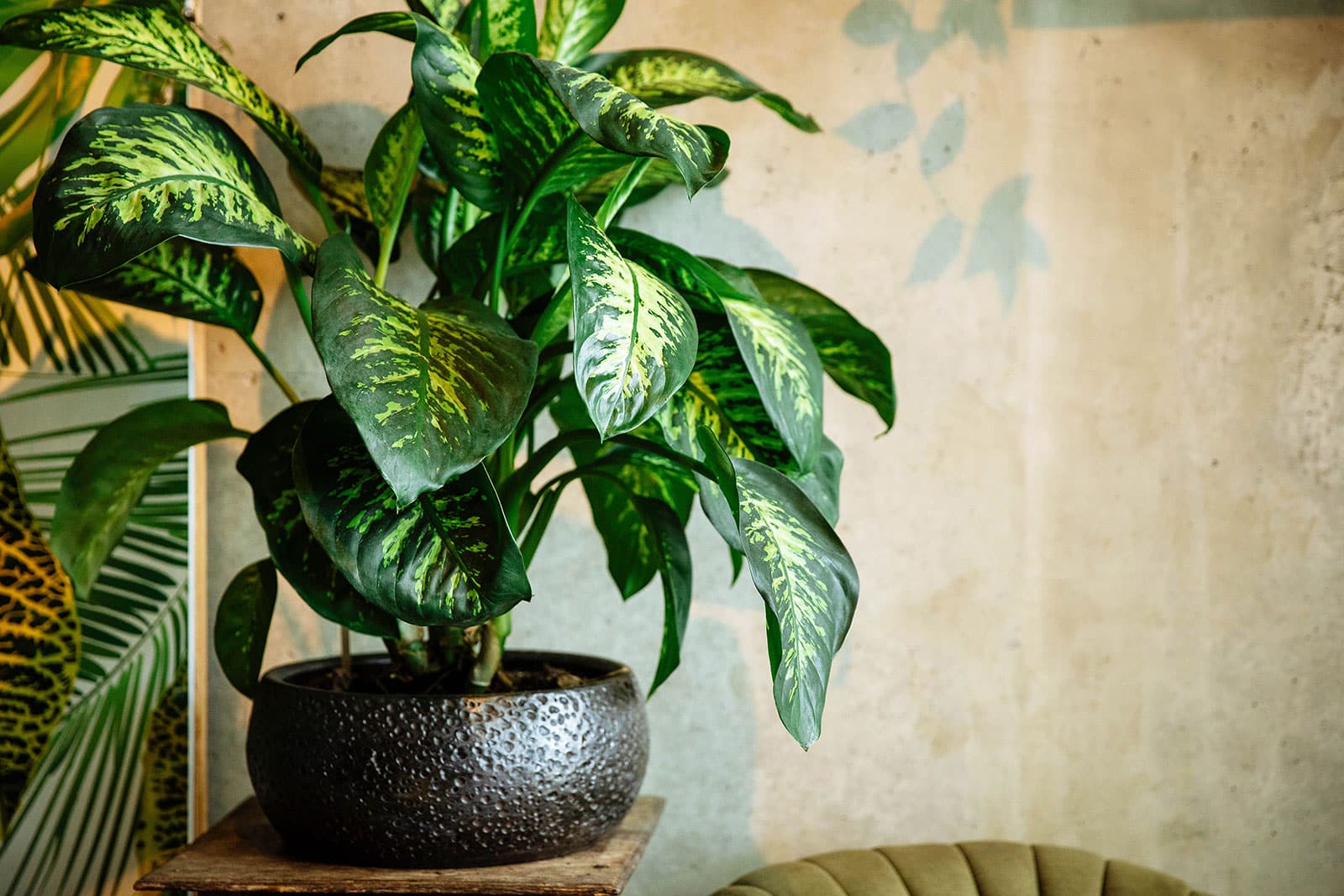 Dazzling Dieffenbachia varieties you'll want to grow at home