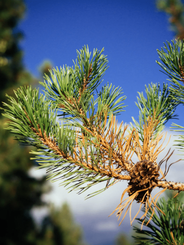 Why Your Conifer Trees are Turning Brown (They’re Not Dying) – Garden Betty