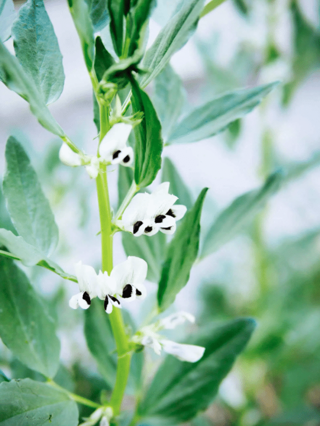 How to Plant Fava Beans for Free Fertilizer