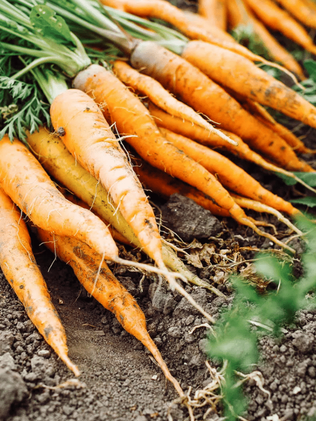 13 Cold-Hardy Vegetables for Your Fall and Winter Garden
