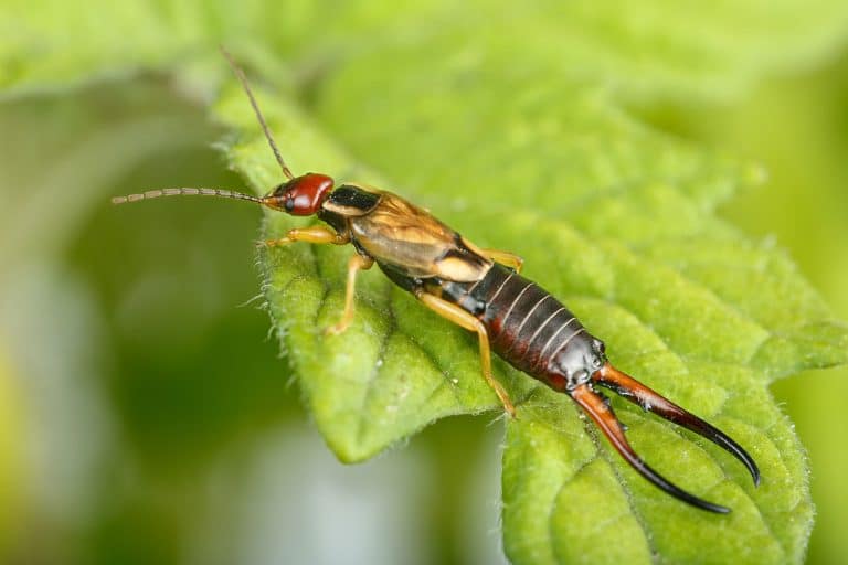 9 Ways to Prevent and Get Rid of Earwigs—For Good