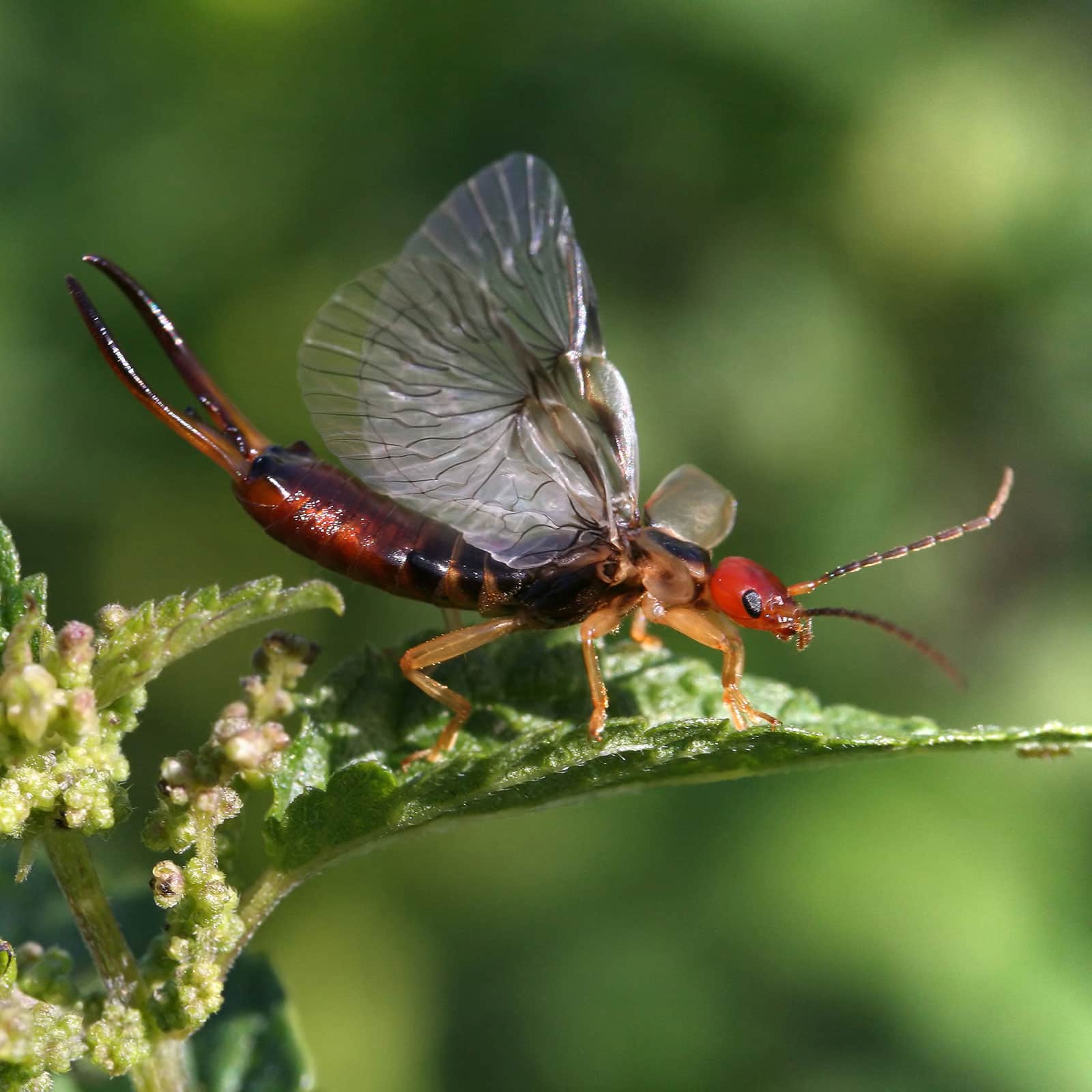 Earwig with wings fanned out