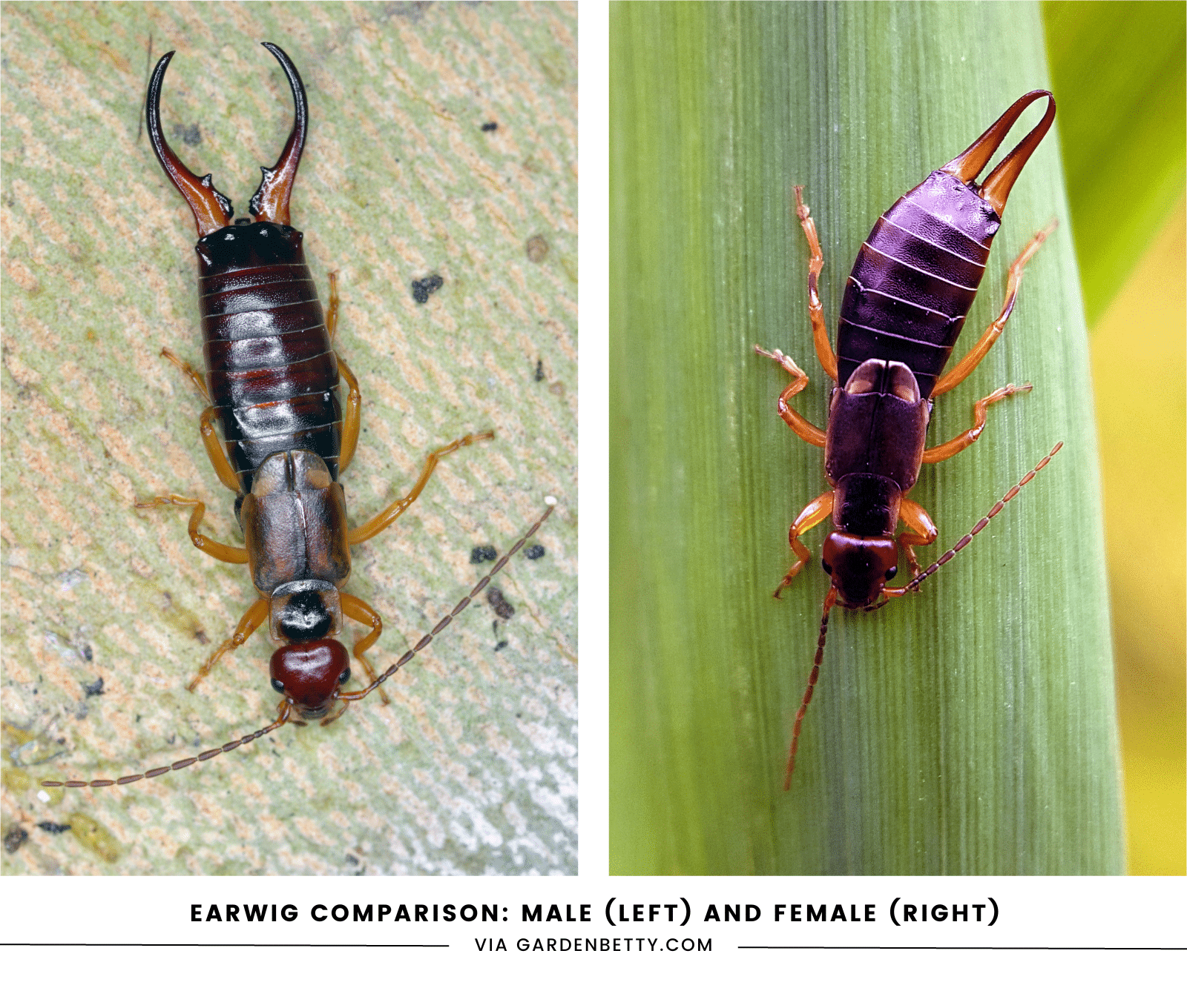Comparison of a male earwig's curved cerci with a female earwig's straight cerci