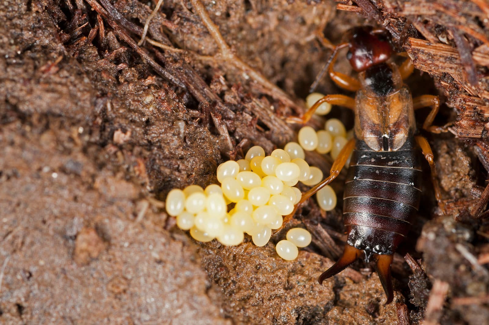 European earwig in her subterranean nest with a batch of small cream-colored eggs