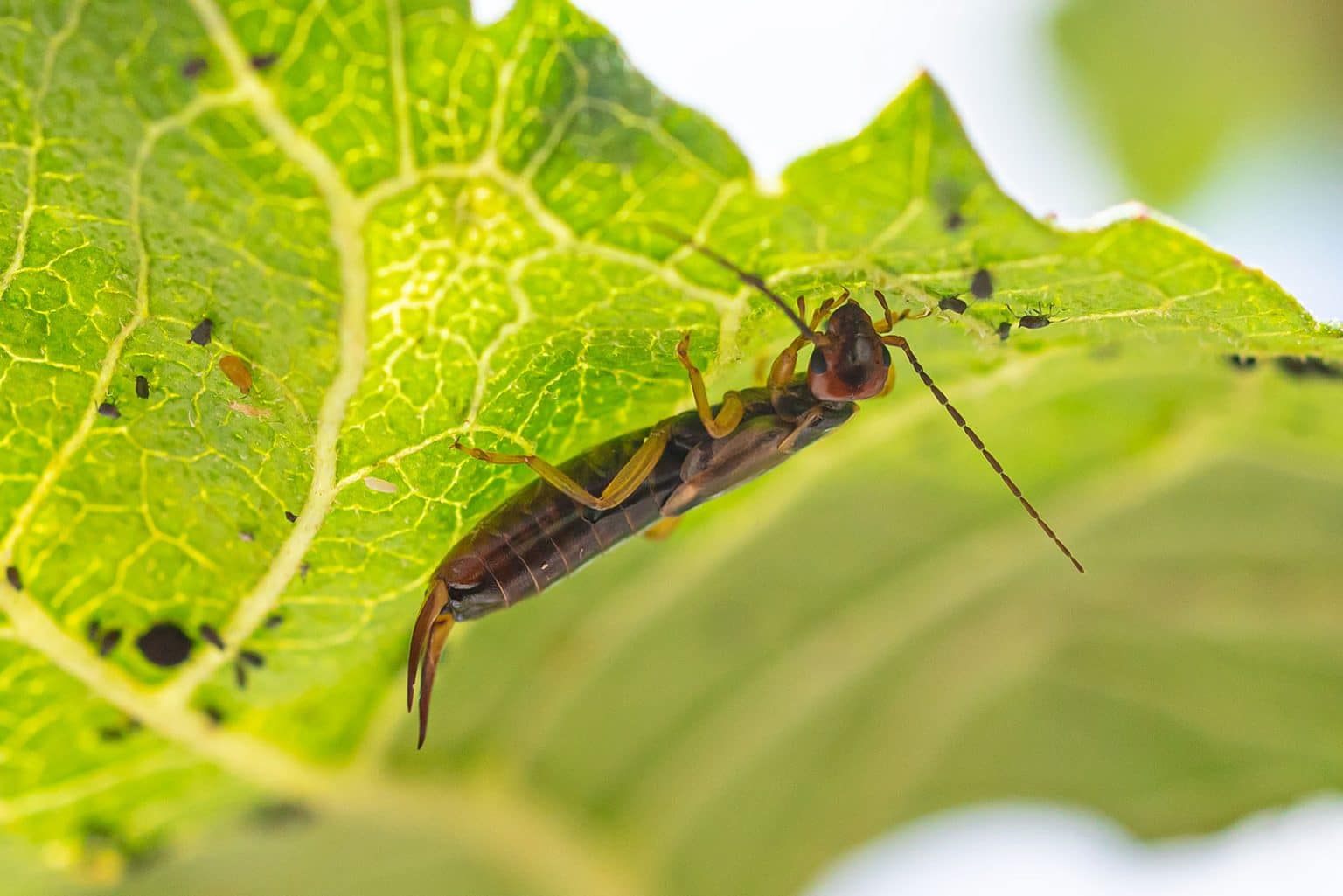 9 Ways to Prevent and Get Rid of Earwigs—For Good Garden Betty