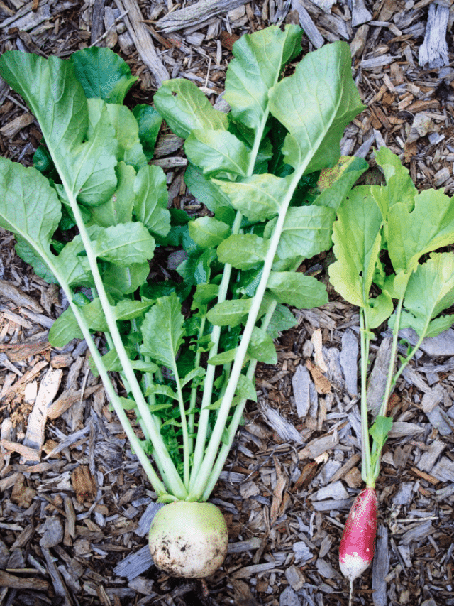 Winter Radishes vs. Spring Radishes—What to Plant When