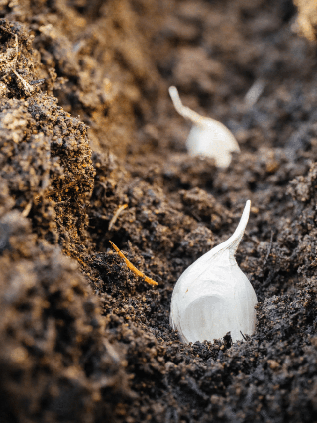 How to Plant Garlic (and Why It’s Better to Plant Late Than Too Early)