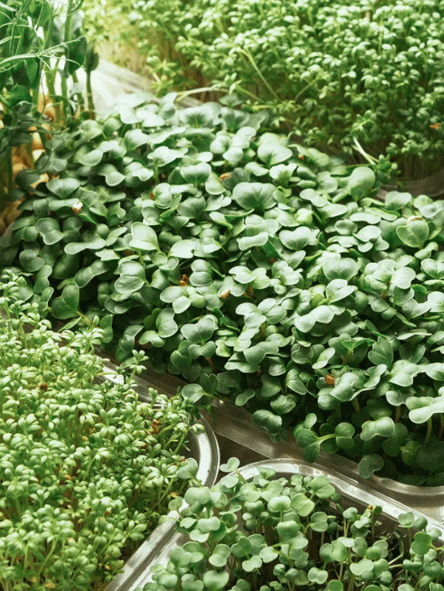 10 Vegetables You Can Grow Indoors Year-Round