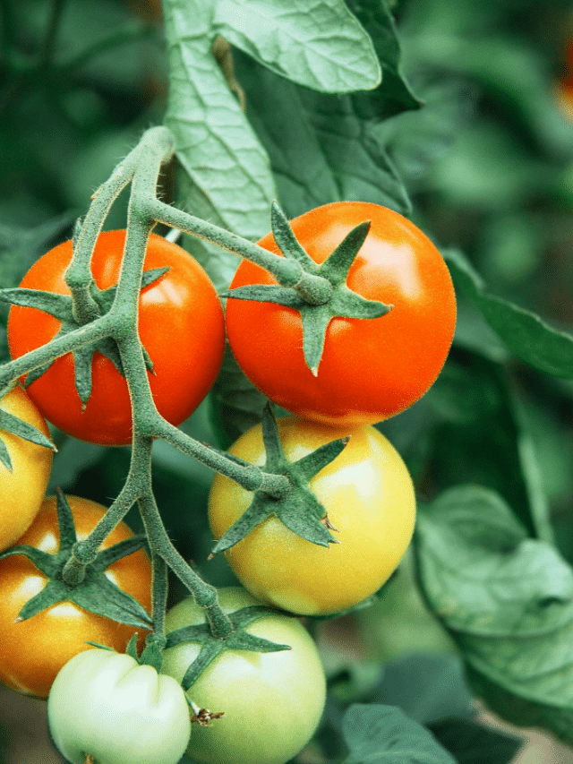 The Best Time to Pick Tomatoes Is Earlier Than You Think: Here’s Why