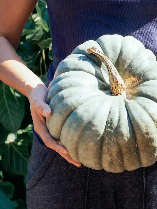 How to Cure Squash and Pumpkins So They Last All Winter Long
