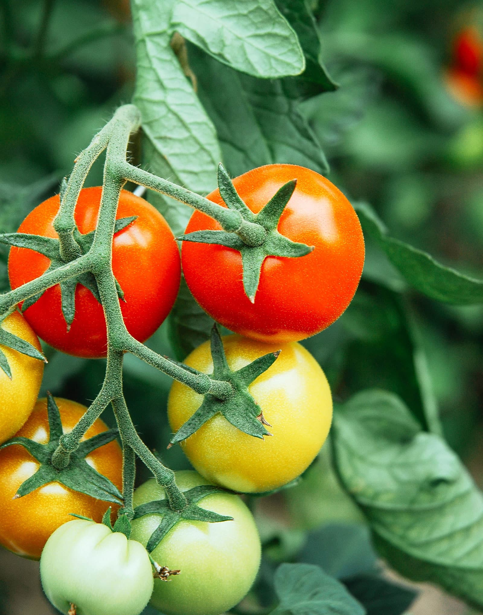 The best time to pick tomatoes for peak quality (it's not what you think!)