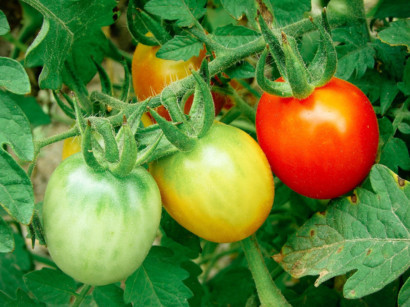 Three tomatoes on the vine in three different stages of ripeness, from green (left) to blushing (middle) to ripe (right)