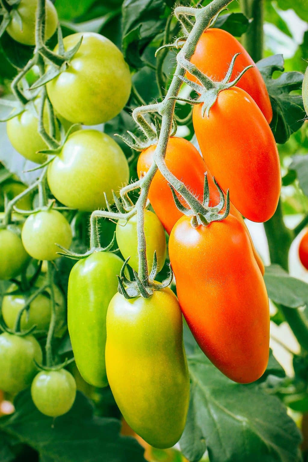 The Best Time to Pick Tomatoes for Peak Quality (It’s Not What You Think!) Garden Betty