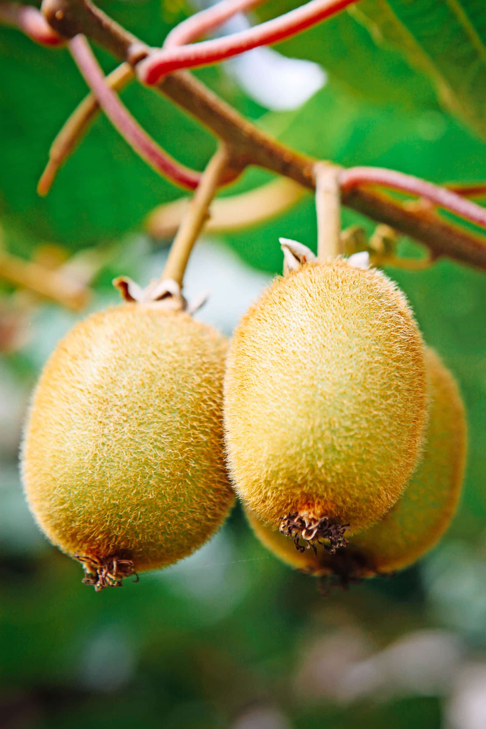 Three kiwifruits growing on a branch