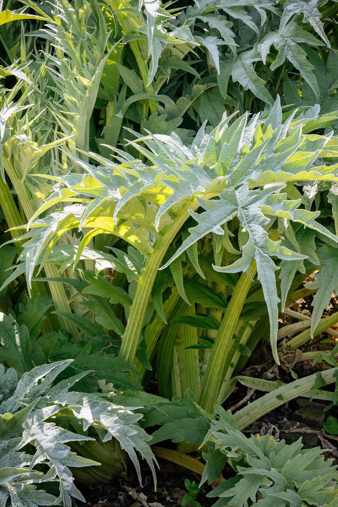 31 Perennial Vegetables to Plant Once and Enjoy for Years – Garden Betty