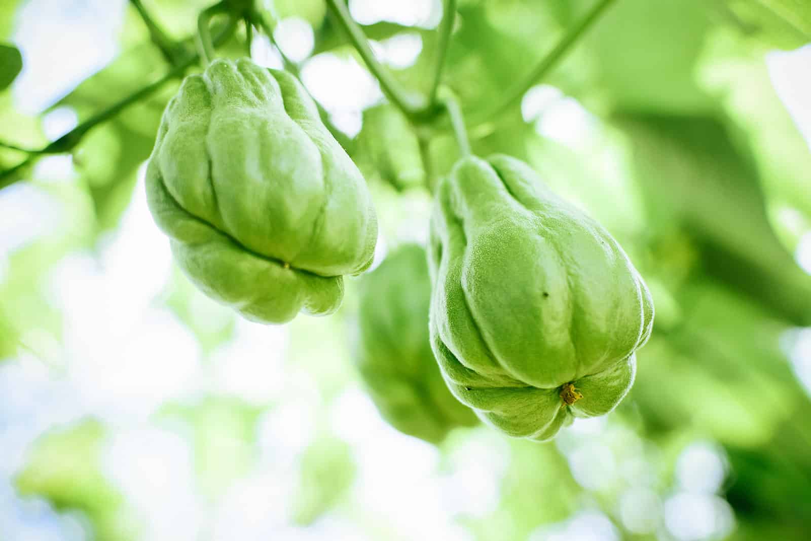 Chayote squash growing on vines