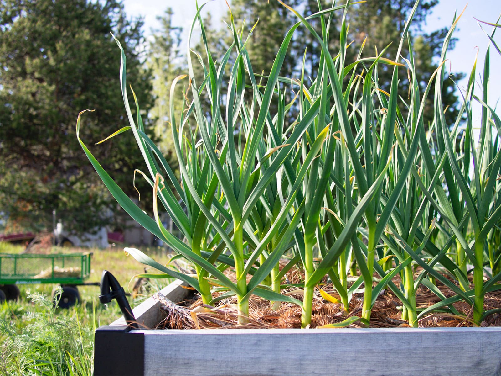 Garlic plants growing in a raised bed