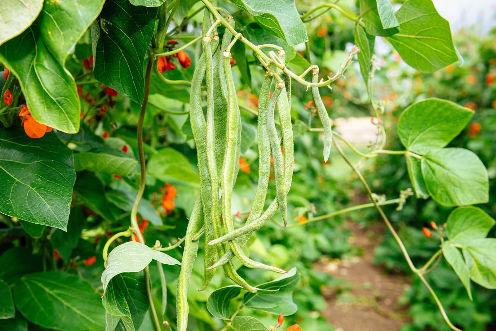 Scarlet runner beans growing on vines