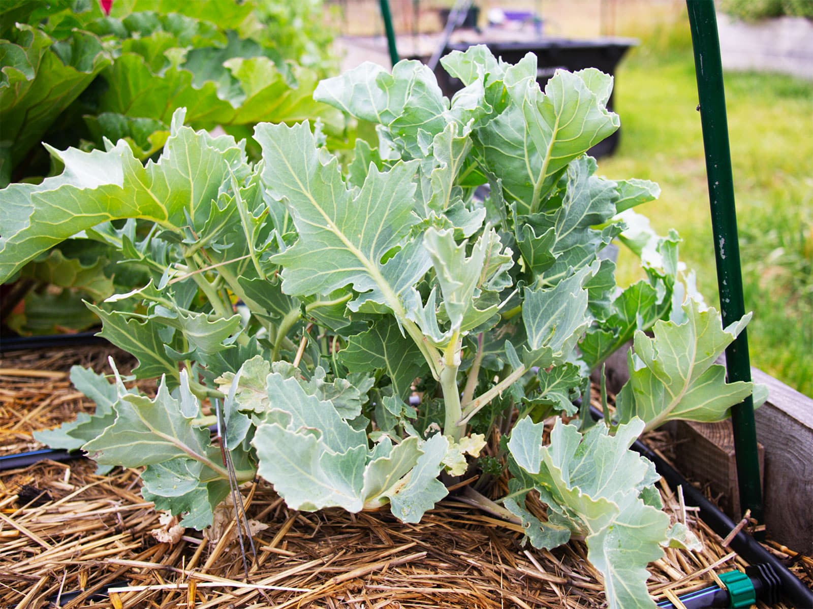 Sea kale growing in a raised garden bed