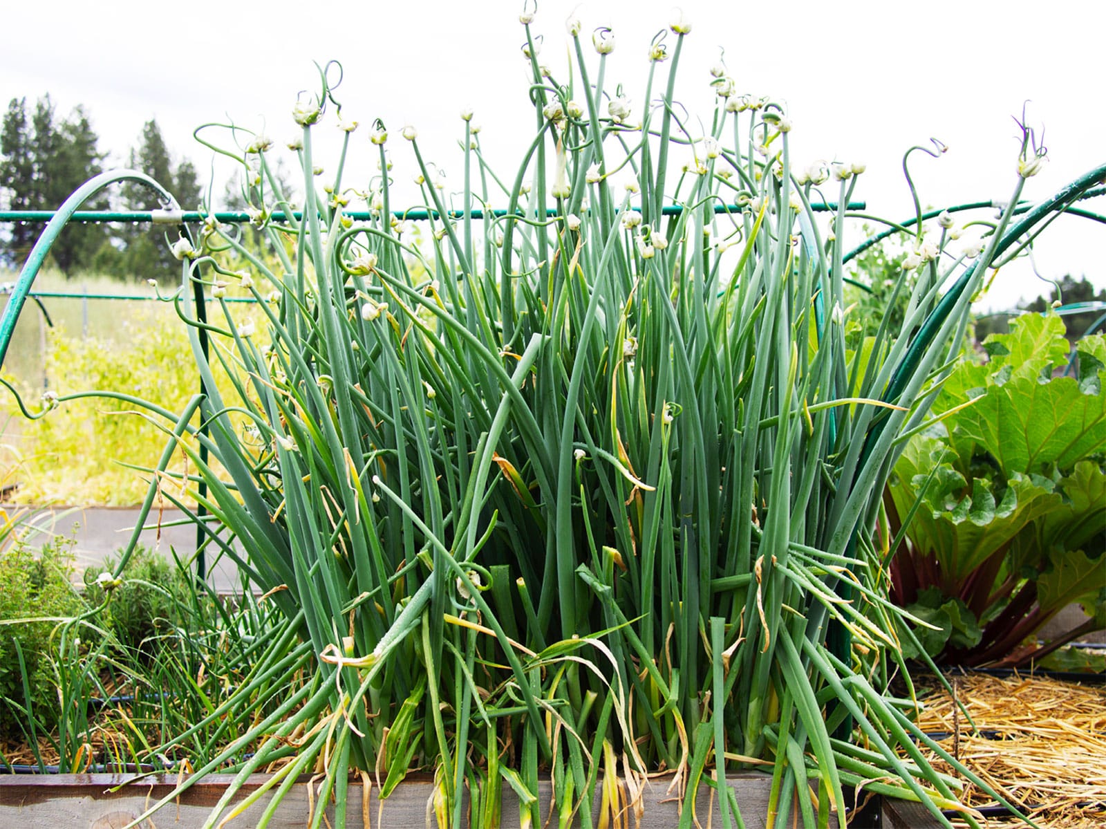 Walking onions (also known as Egyptian walking onions) growing in a garden