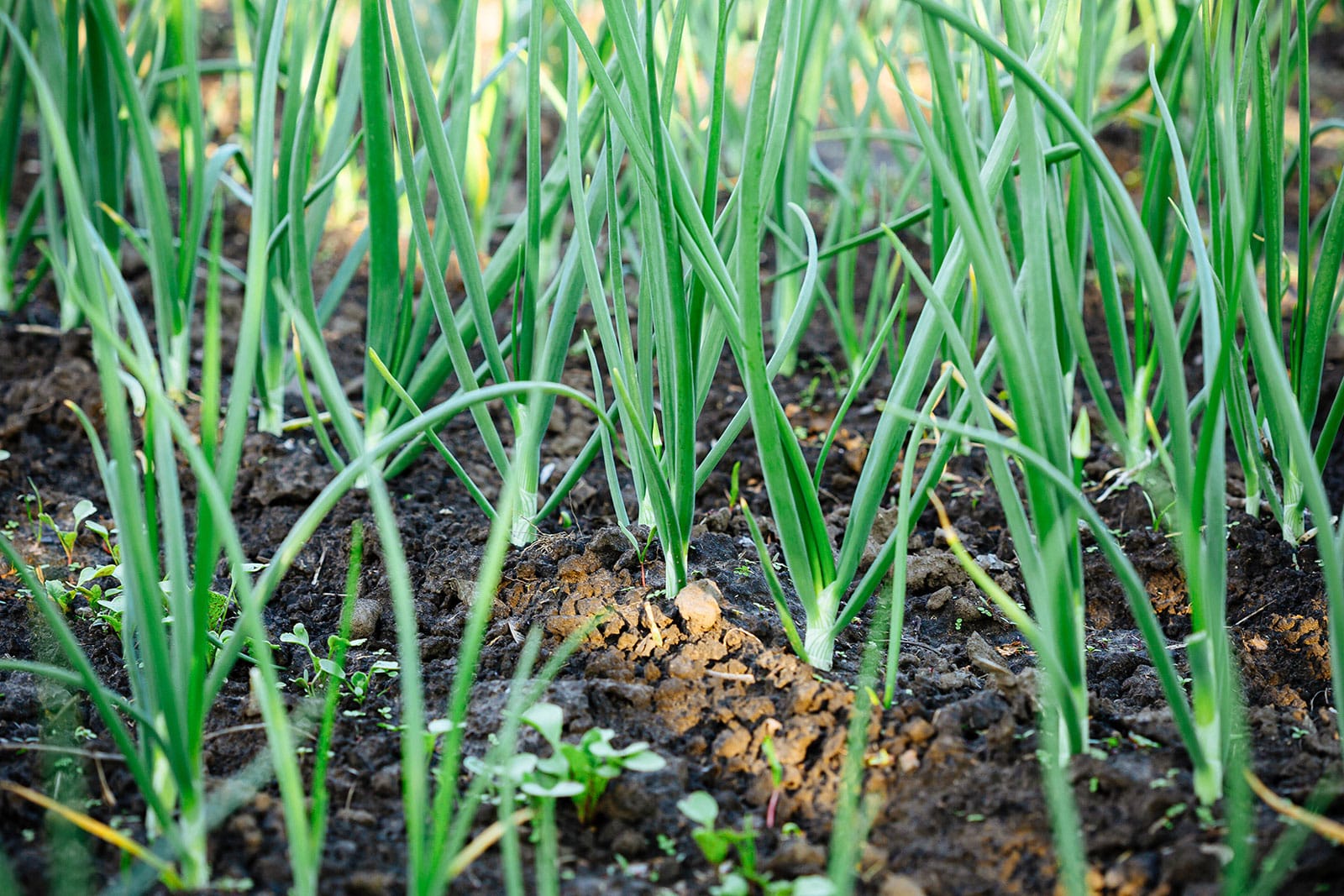 Welsh onions in a garden bed