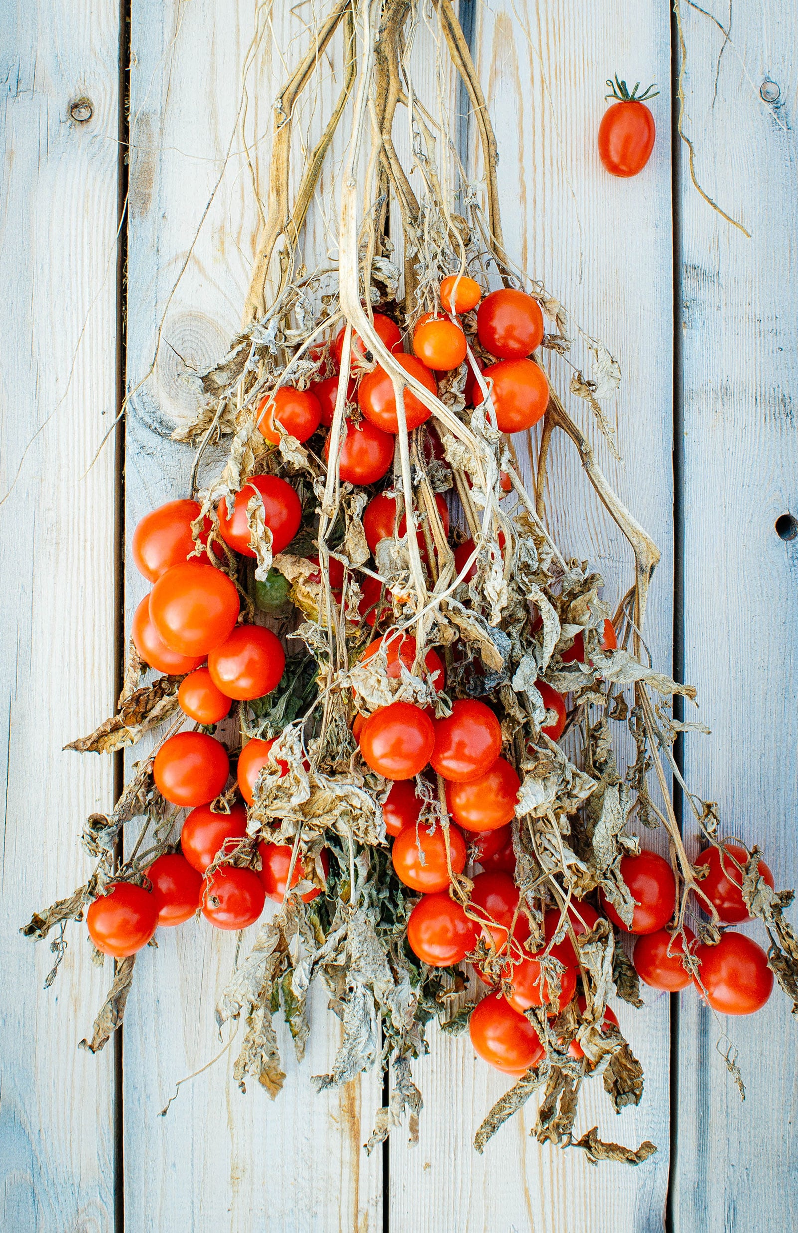 A section of tomato vines removed from the plant, with dried stems and leaves and clusters of ripe red cherry tomatoes still hanging on