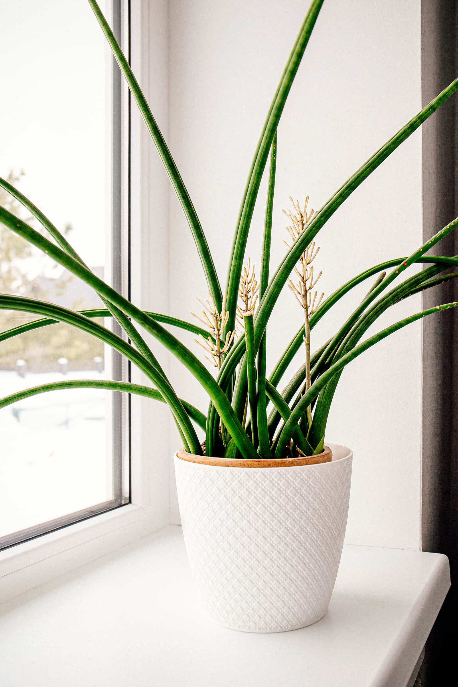 The ins and outs of growing Sansevieria cylindrica