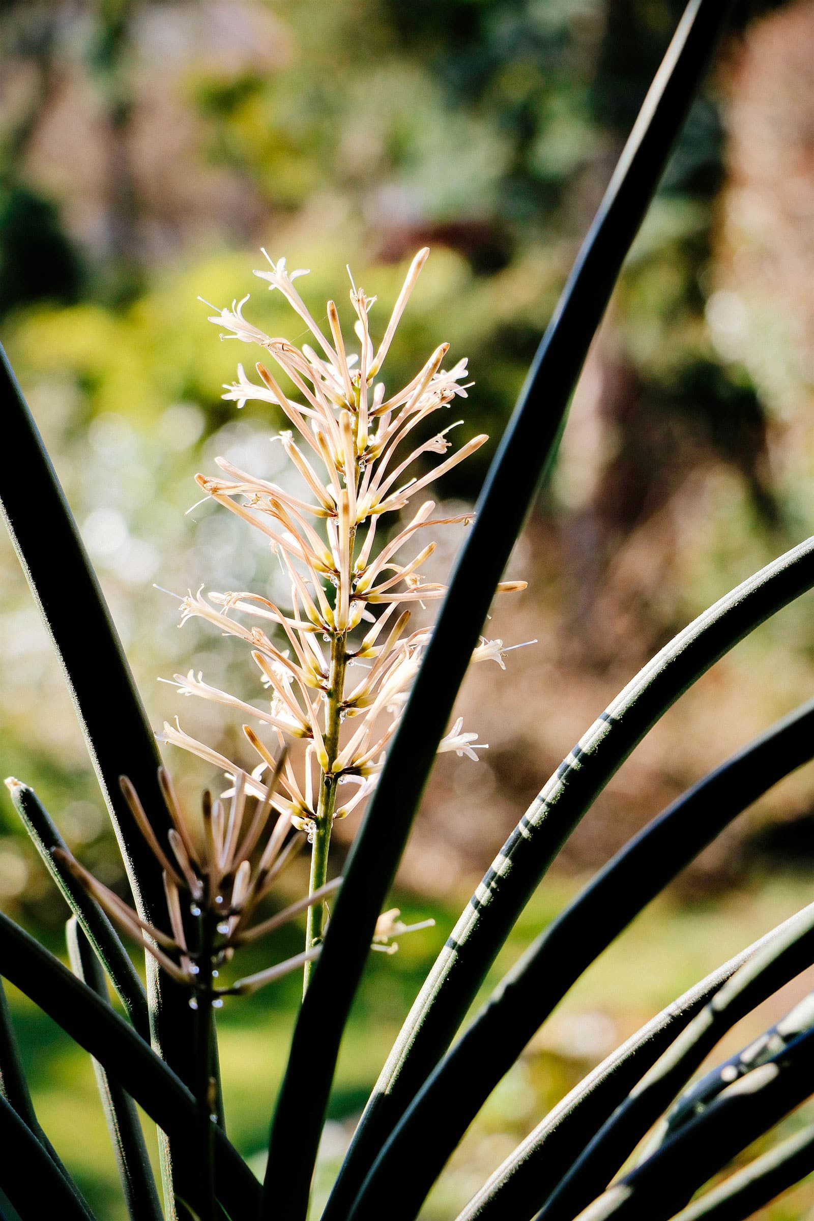White bottlebrush-like flower on a Sansevieria cylindrica snake plant growing outside in the sun