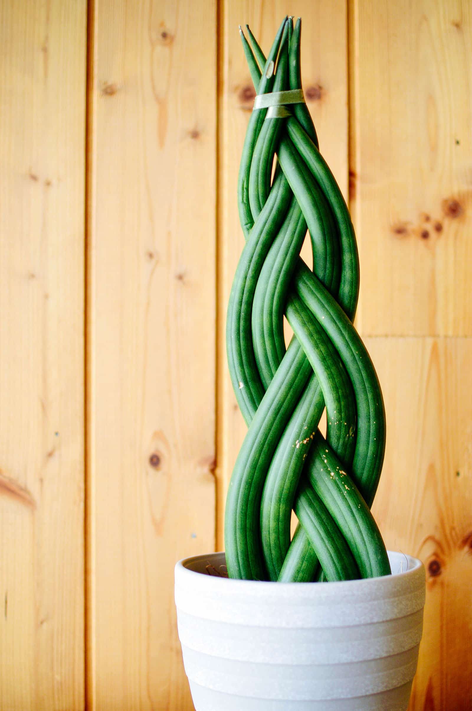 A braided Sansevieria cylindrica snake plant in a white pot, shot against a rustic wood planked wall