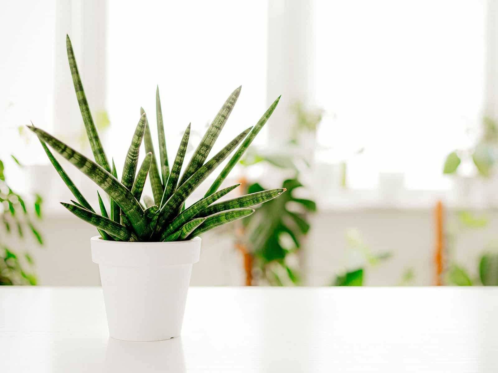 A small Sansevieria cylindrica houseplant in a white pot on a white table with plants blurred out in the background