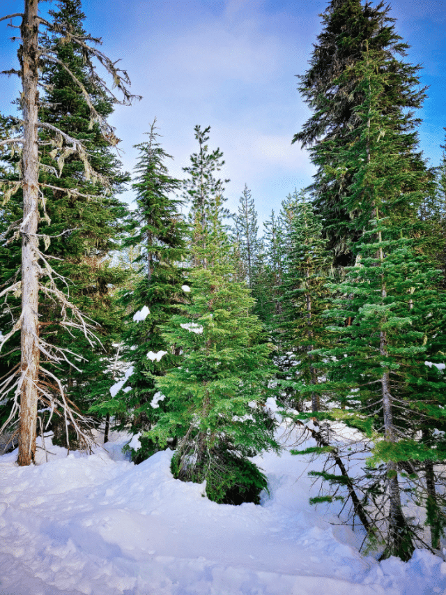 How and Where to Cut Your Own Christmas Tree in a Forest