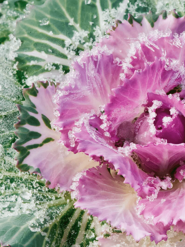 The Weird Reason Vegetables Turn Sweeter After Frost