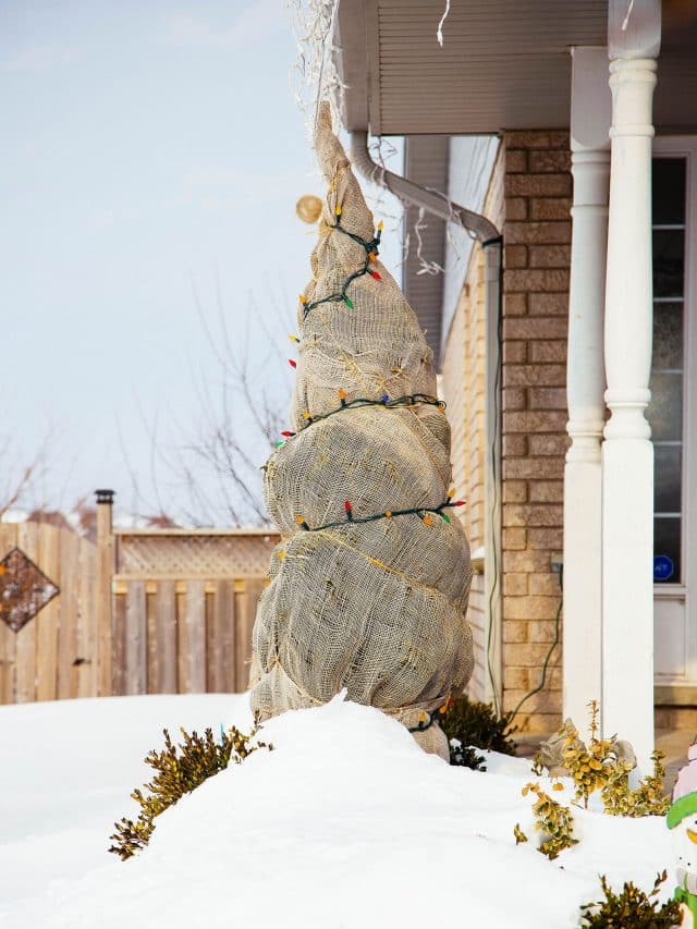 Best (and easiest) ways to protect trees and shrubs in winter