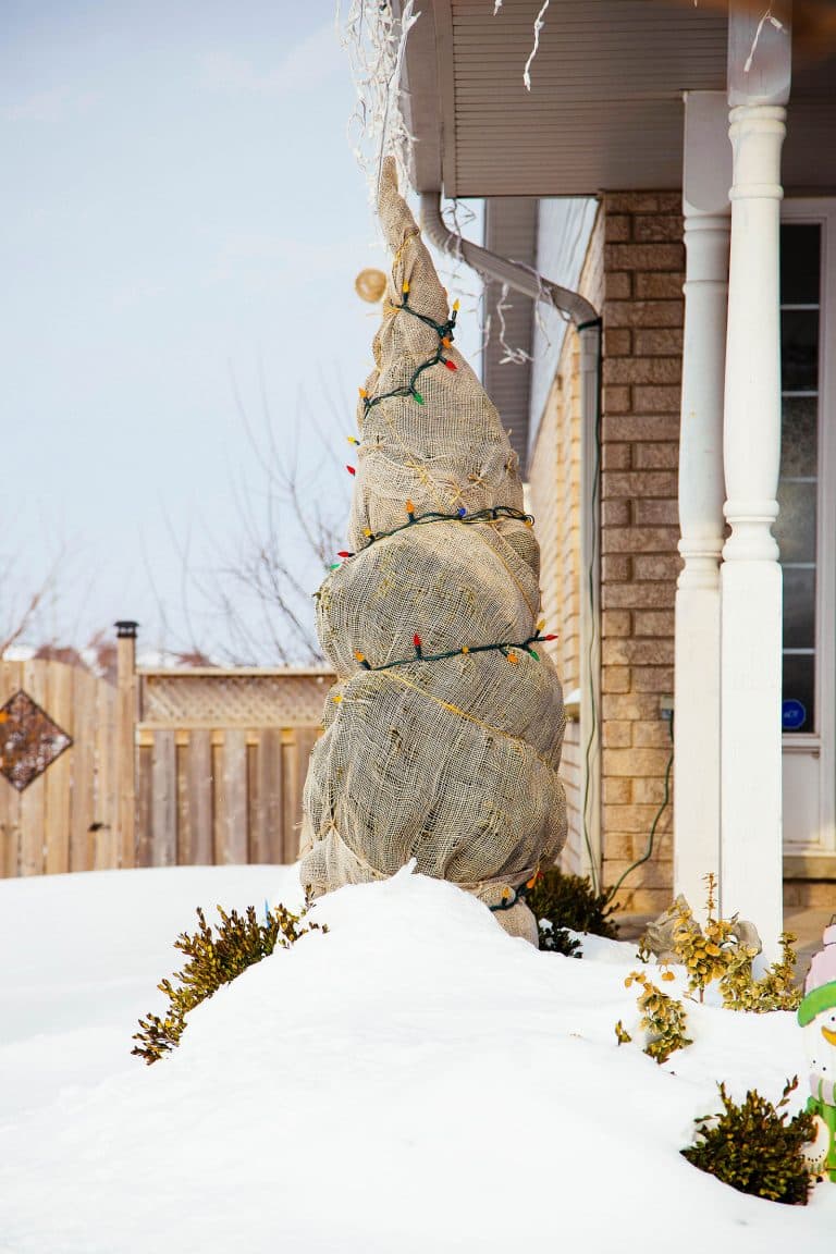 6 Best (and Easiest) Ways to Protect Trees and Shrubs in Winter