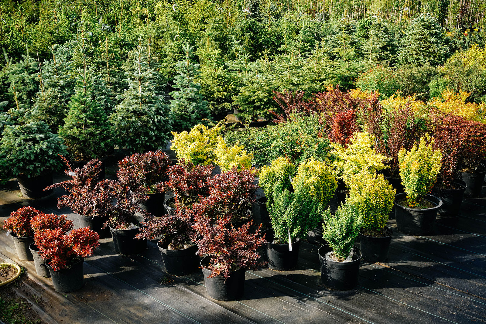 Several varieties of potted shrubs and trees on display in a garden center