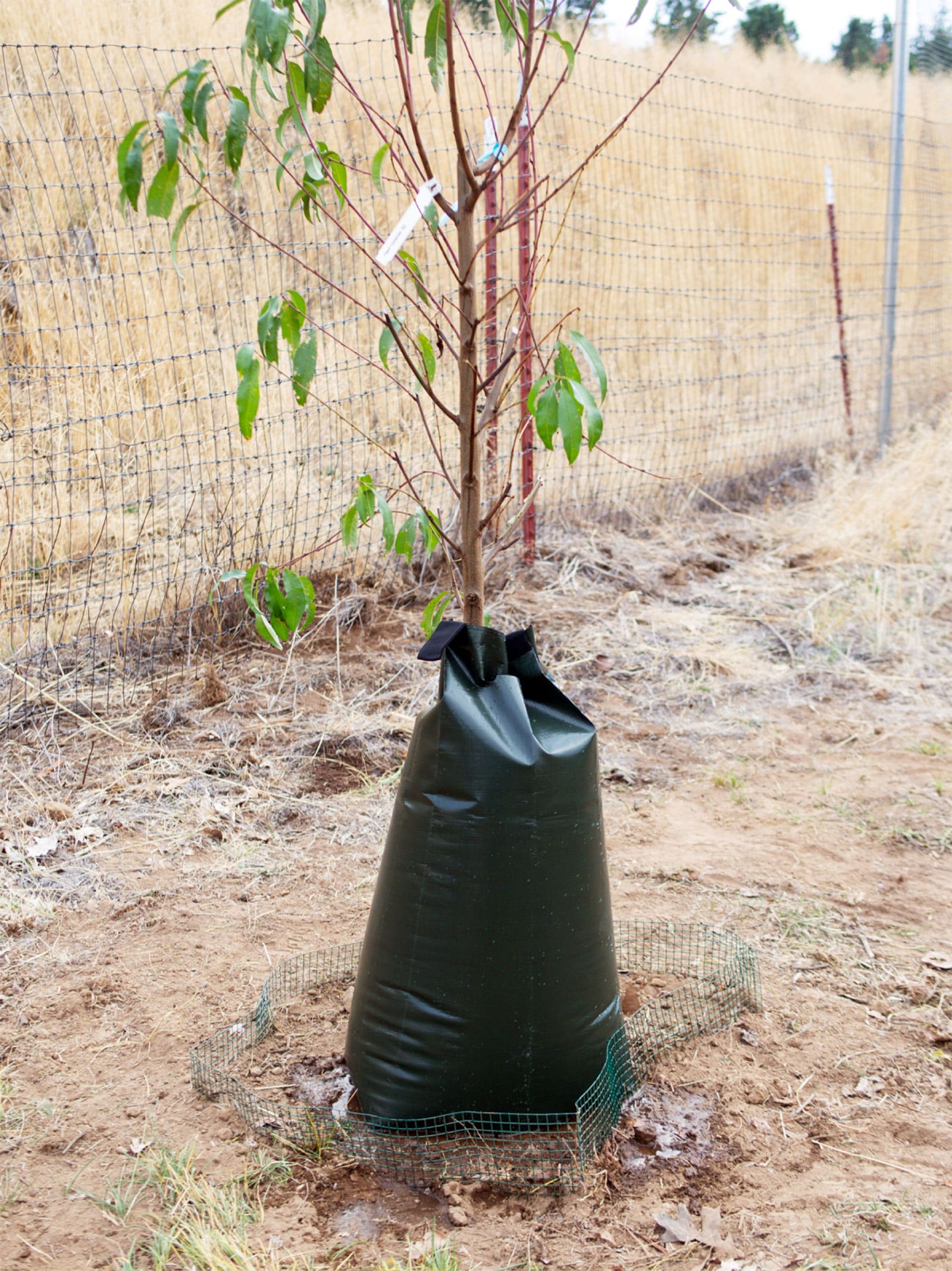 Dark green tree watering bag wrapped around a young tree in a yard
