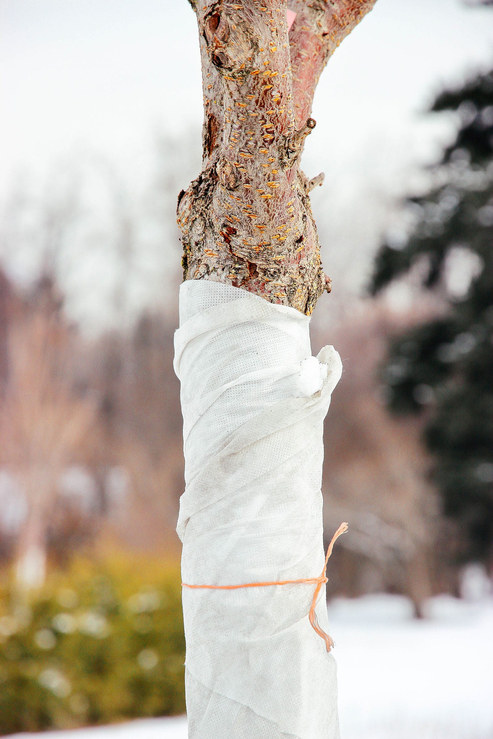 Close-up of tree trunk wrapped in a white cloth to protect against sunscald in winter