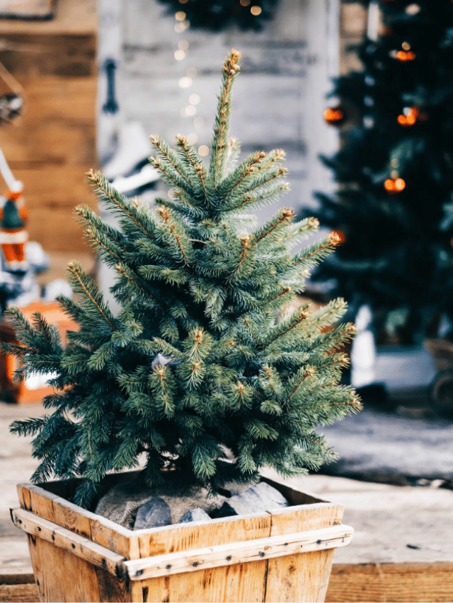 How to Keep a Potted Christmas Tree Alive (and Plant it Afterward)