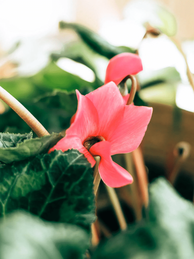 How to Keep Your Cyclamen Alive This Winter