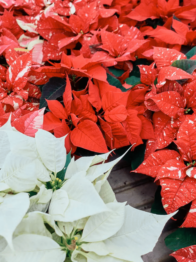 How to Keep Poinsettias Alive During the Holidays and Beyond