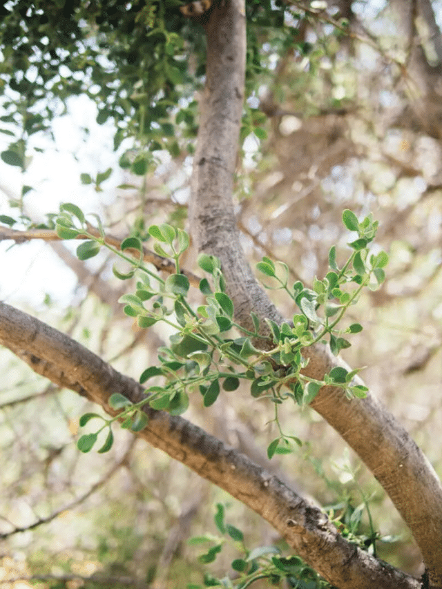 The Funny Reason We Kiss Under the Mistletoe